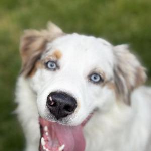 Image of Axel, Lost Dog