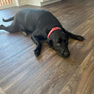 Image of Trask, Lost Dog