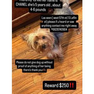Image of Chanel, Lost Dog