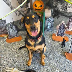 Image of Dub, Lost Dog