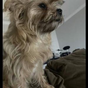 Image of Nena, Lost Dog