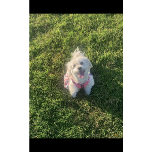 Image of Ruby, Lost Dog