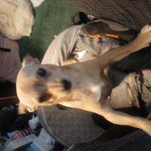 Image of Nugget, Lost Dog