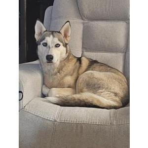 Image of Moose, Lost Dog