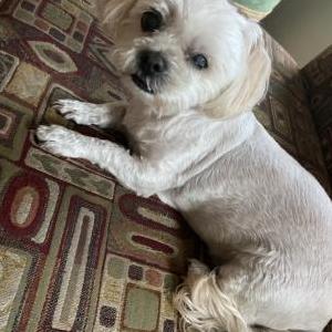 Image of Lily, Lost Dog