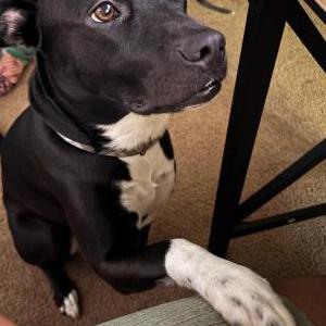 Image of Luna, Lost Dog