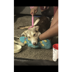 Image of Koda, Lost Dog