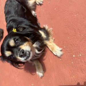 Image of Chasey, Lost Dog