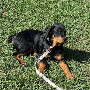 Image of Roc, Lost Dog