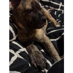 Image of Shadow, Lost Dog