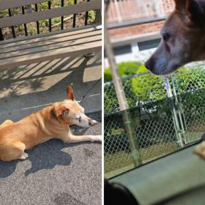 Image of Nala, Lost Dog