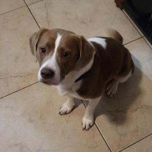 Image of louie, Lost Dog