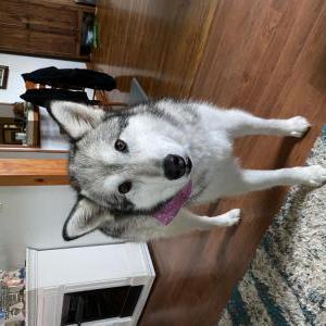 Image of Vala, Lost Dog