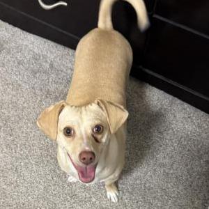 Image of Kenzie, Lost Dog