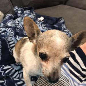 Image of Penelope, Lost Dog