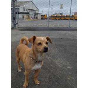 Image of canelo, Lost Dog