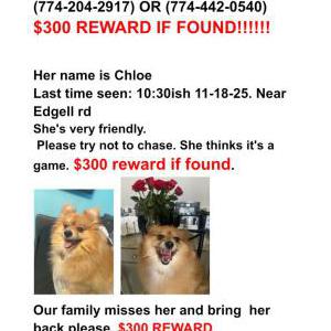 Image of Chloe, Lost Dog