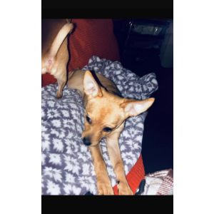 Image of Jane Doe, Lost Dog