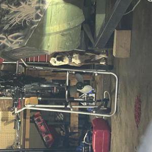 Image of Unknown, Found Dog