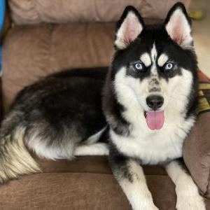 Image of Unknown, Found Dog