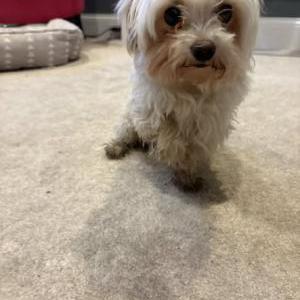 Image of Unknown, Found Dog