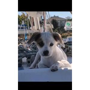 Image of Velcro, Lost Dog