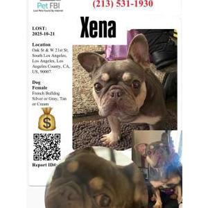 Lost Dog Xena