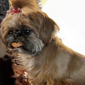 Image of Poochie, Lost Dog