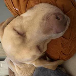 Image of Blue, Lost Dog