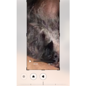 Image of Busgy, Lost Dog