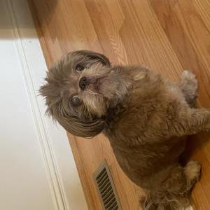 Image of Rebel, Lost Dog