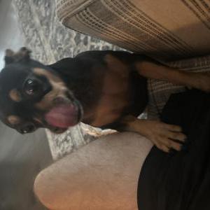 Image of Amy, Lost Dog