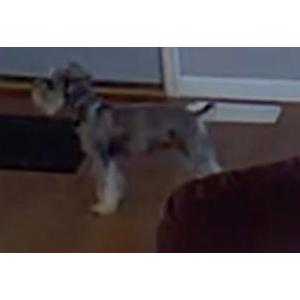 Image of Maze, Lost Dog