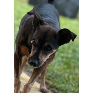 Image of Blackie, Lost Dog