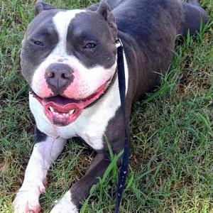 Image of Chunky, Lost Dog