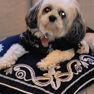 Image of Brooke, Lost Dog