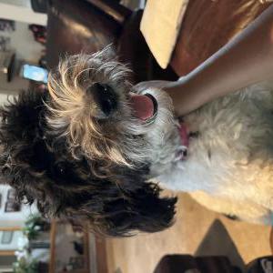 Image of Winnie, Lost Dog