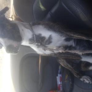 Image of Shorty, Lost Dog