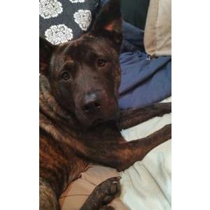 Image of Tera, Lost Dog