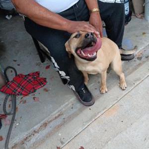 Image of Unknown, Found Dog