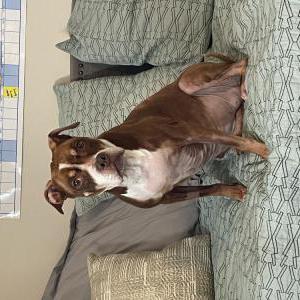 Image of Lucy, Lost Dog