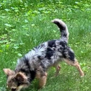 Image of Zeus, Lost Dog