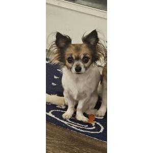 Image of Saffire, Lost Dog