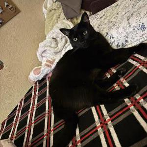 Image of Scout, Lost Cat