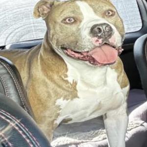 Image of Brutus, Lost Dog