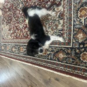 Image of Luna Moon, Found Dog