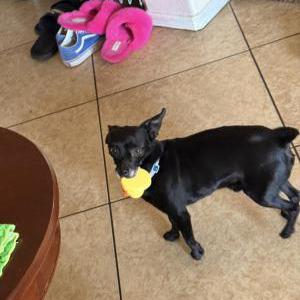 Image of Panther, Lost Dog