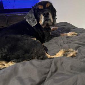 Image of Bobby, Lost Dog