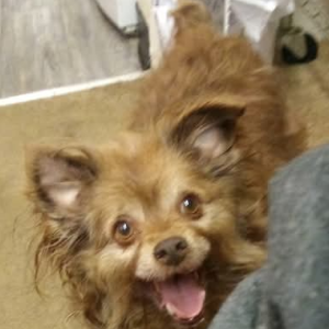Lost Dog Maia