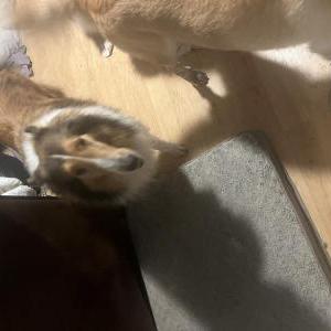 Image of Fennie (lassie/colli, Lost Dog